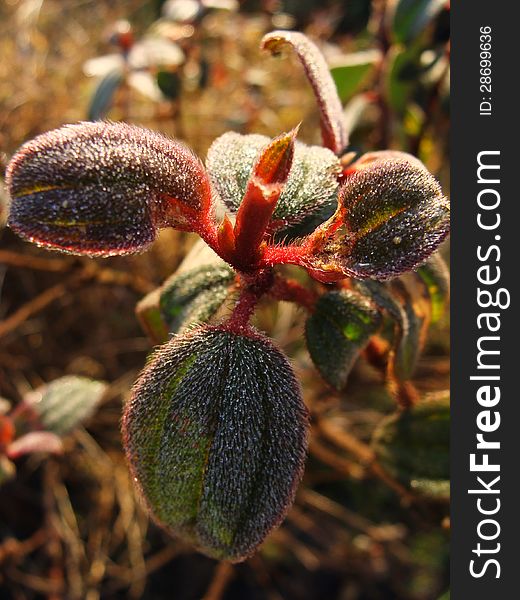 Macro young plant in morning.