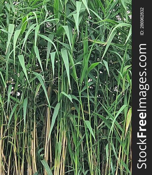 Tall grass by a small creek.