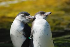 Penguins In Love Royalty Free Stock Photo Penguins In Love Royalty Free Stock Photo