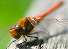 Red Dragonfly Close-up Royalty Free Stock Images