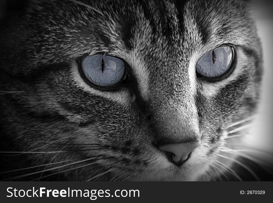 Full face portrait of gray-striped cat with big, gray eyes. Full face portrait of gray-striped cat with big, gray eyes.
