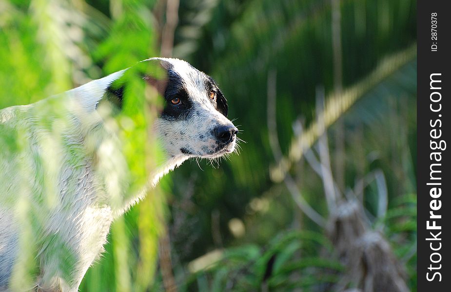 Black and white dog and a green background. Black and white dog and a green background.