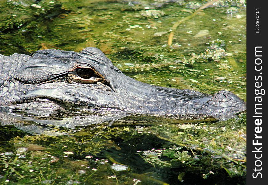 This is a wild american alligator in the swamp grass. This is a wild american alligator in the swamp grass