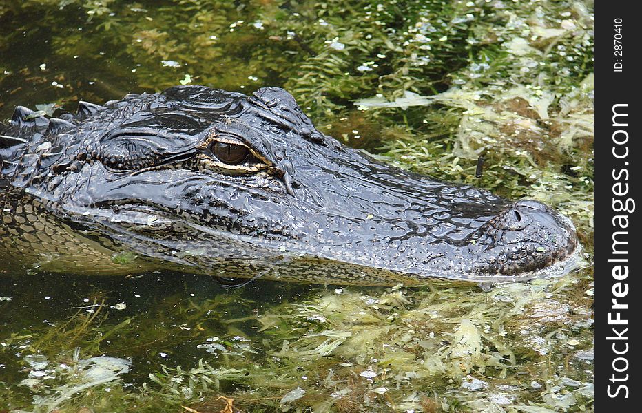 This is a wild american alligator in the swamp grass. This is a wild american alligator in the swamp grass