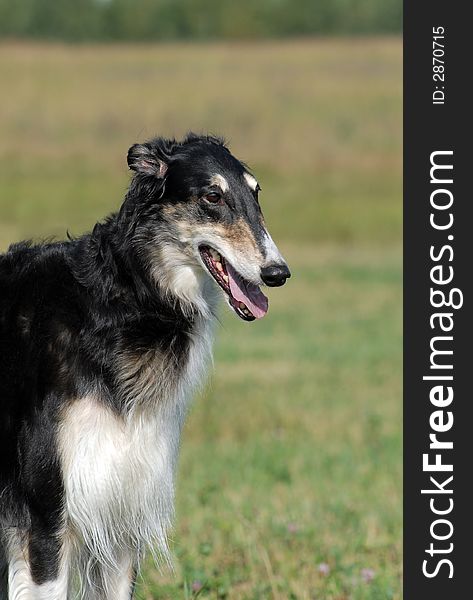 Portrait of Borzoi   on the grass. Portrait of Borzoi   on the grass