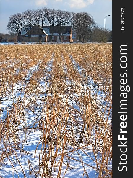 Winter at the countryside