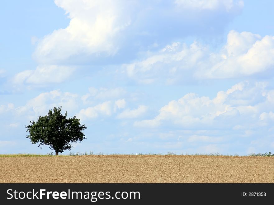 This image shows a tree with sky and clouds
