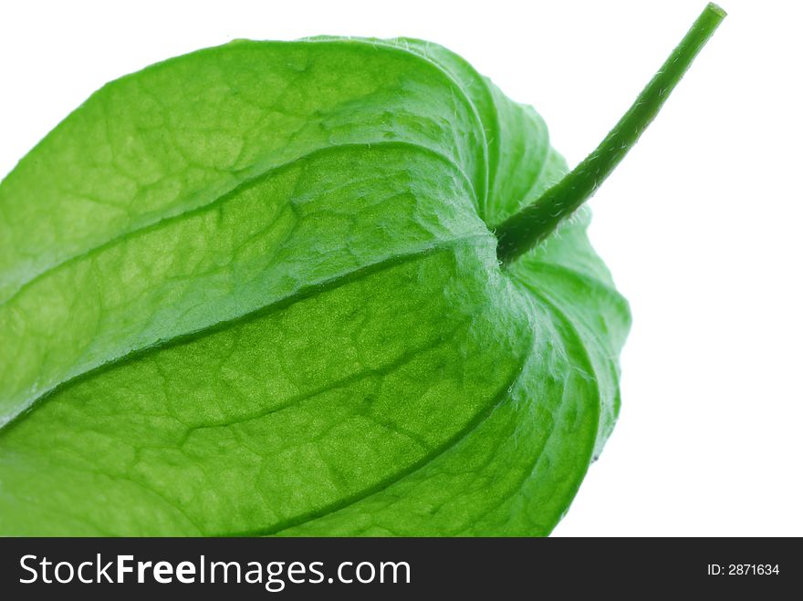 Green physalis on white background