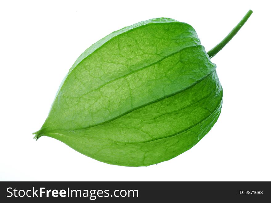 Close up of green physalis