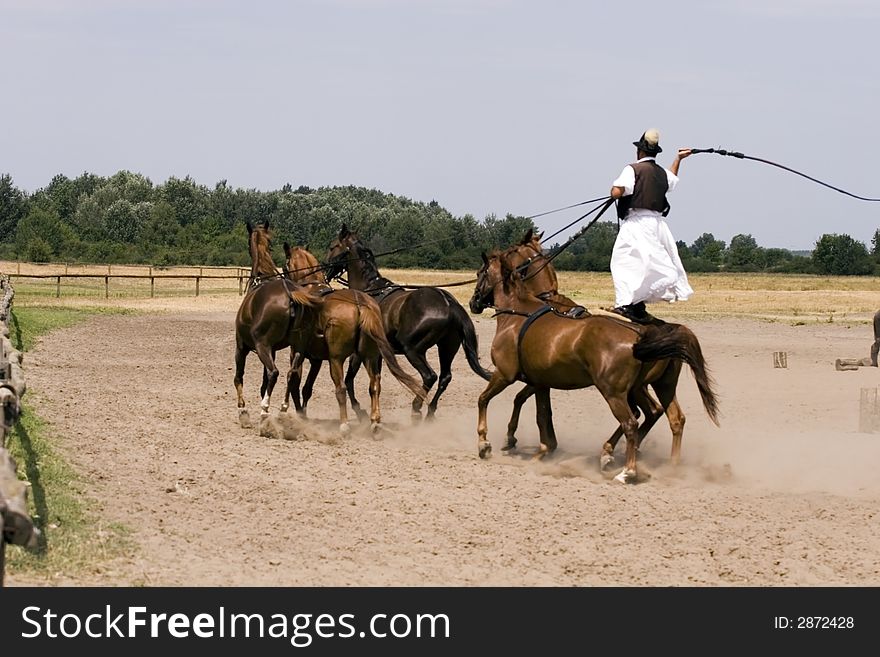 The Hungarian wrangler is ridding the horses on the fields