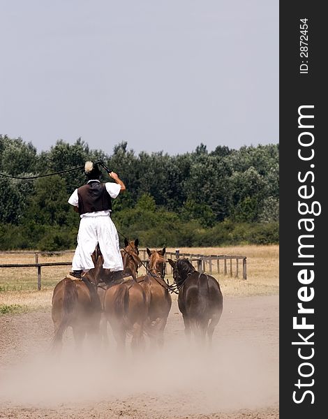 The Hungarian wrangler is ridding the horses on the fields