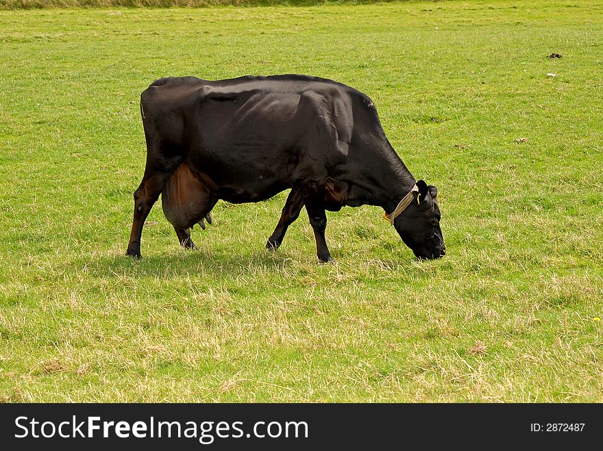 Black cow standing in meadow