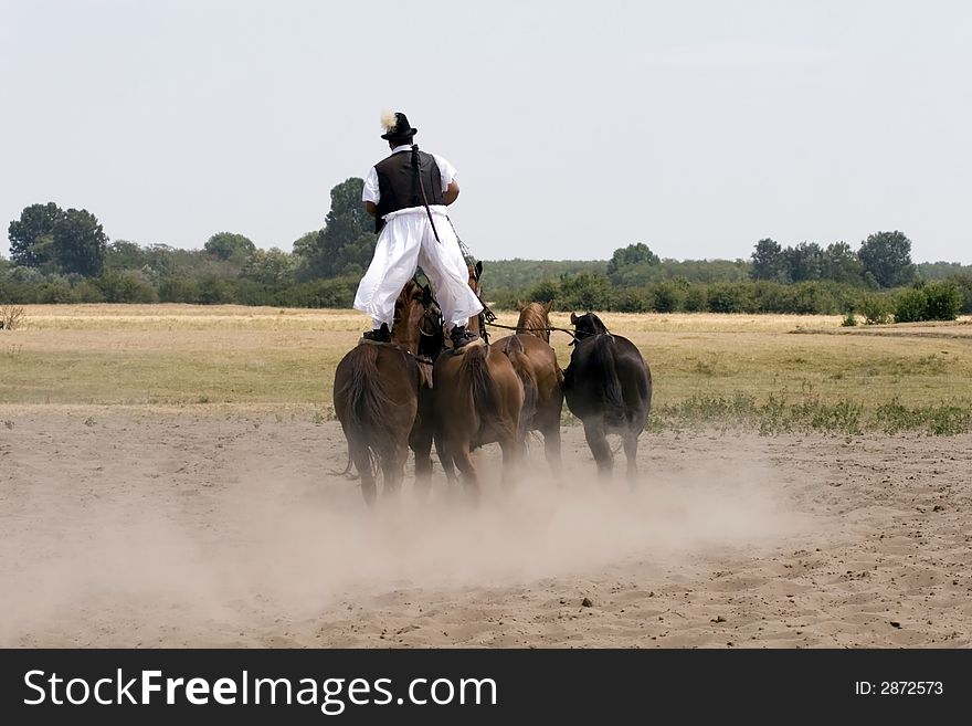 The Hungarian wrangler is ridding the horses on the fields