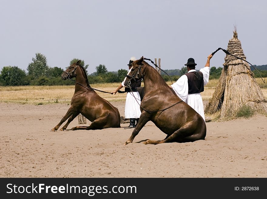 The Hungarian wrangler is ridding the horses on the fields