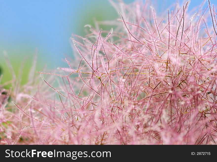 Pink japanese tree with blur background. Pink japanese tree with blur background