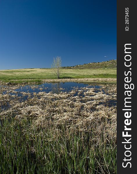 Distant bare tree with blue water pond in middle and reeds in foreground. Distant bare tree with blue water pond in middle and reeds in foreground