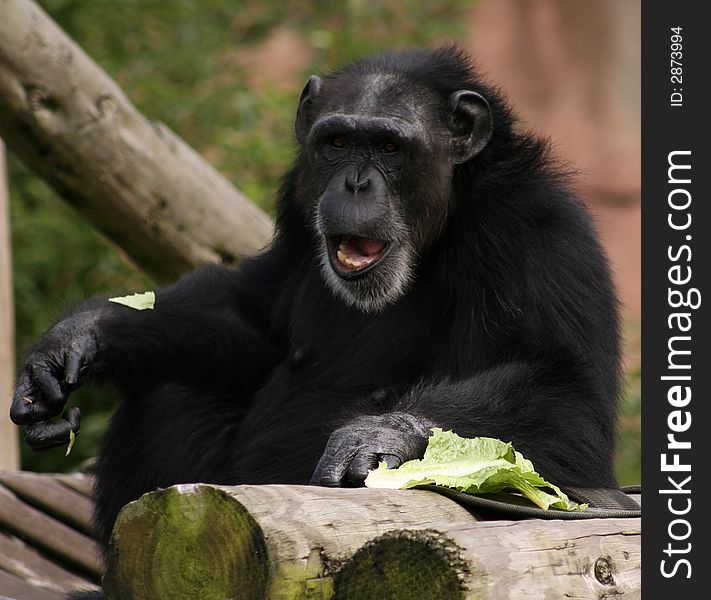 Chimpanzee sitting on platform with lettus. Chimpanzee sitting on platform with lettus