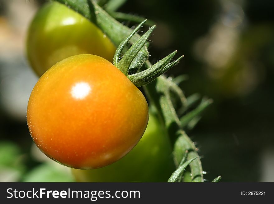 Close up of a fresh tomato