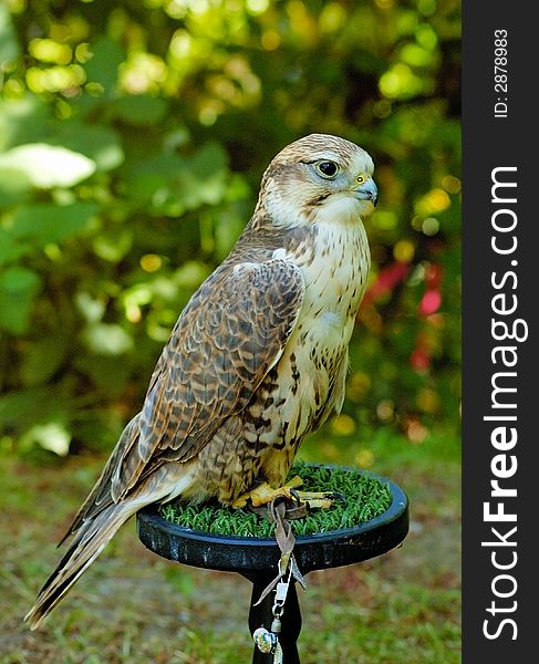 Portrait of falcon with the background of green leaves
