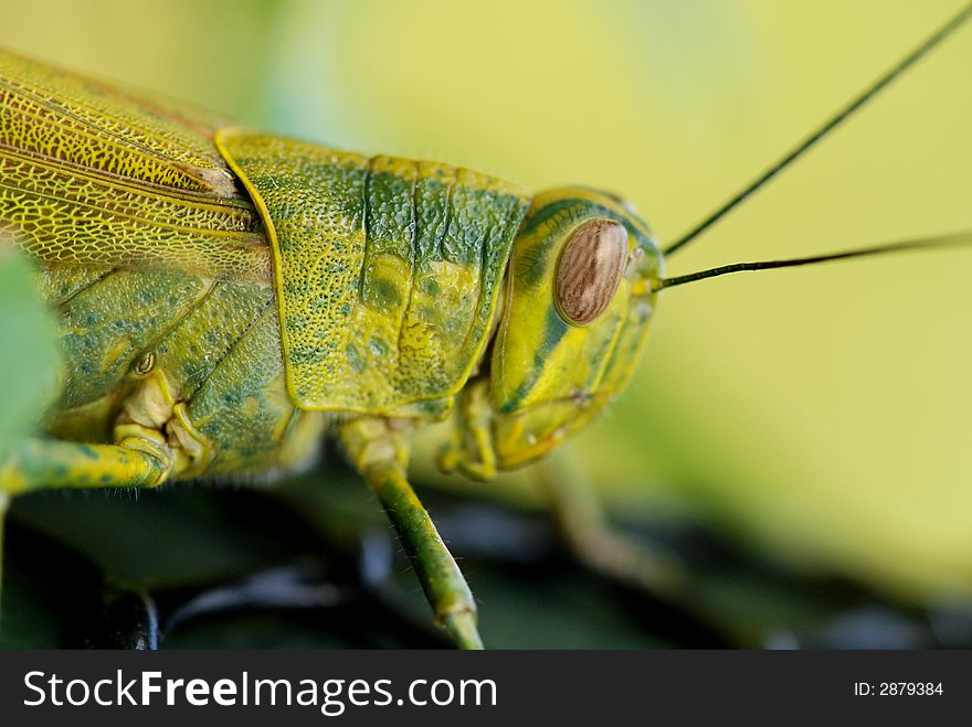 Green color grasshopper in the gardens