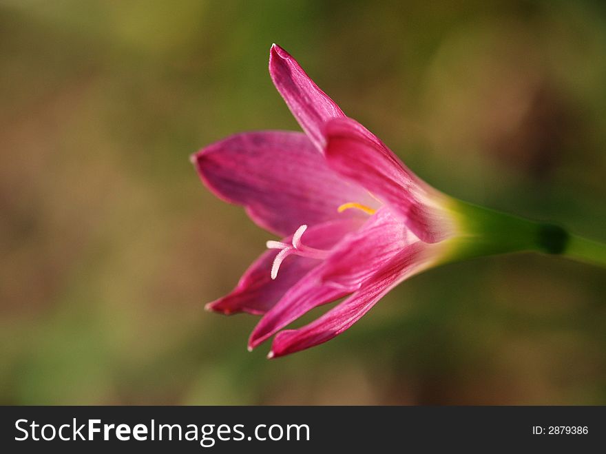 Purple Flowers In The Park