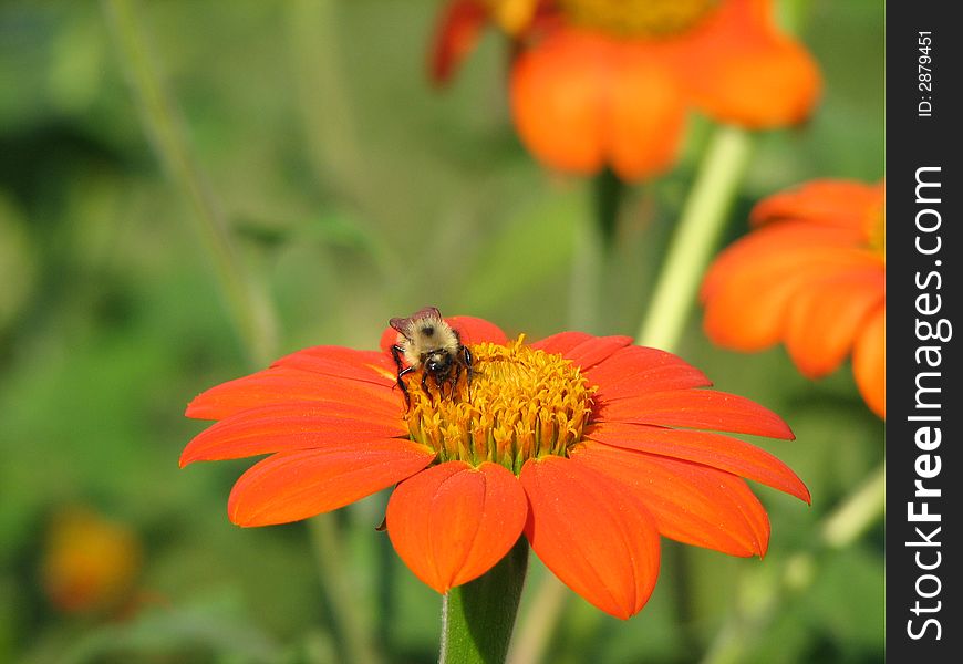 Shot of a honey bee pollinating a red composite flower. Shot of a honey bee pollinating a red composite flower