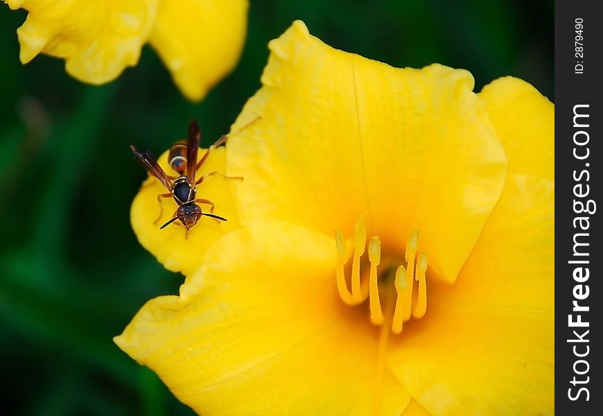 Yellow flower, early morning with wasp. Yellow flower, early morning with wasp