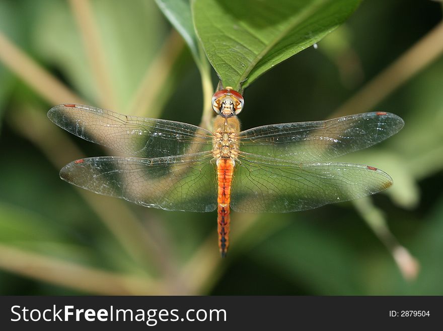 A Resting Dragonfly