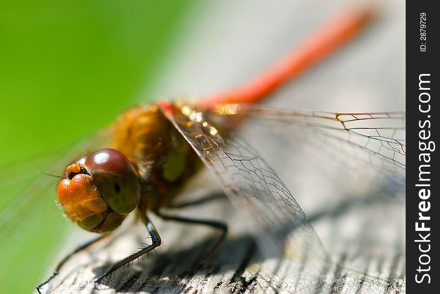 Red Dragonfly Close-up
