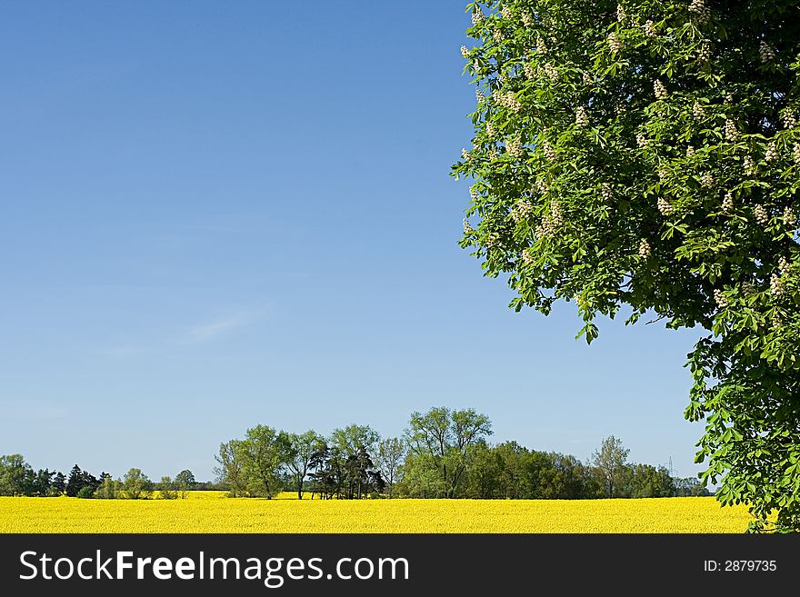 Spring in central Europe, yellow fields of rape, spring trees. Spring in central Europe, yellow fields of rape, spring trees