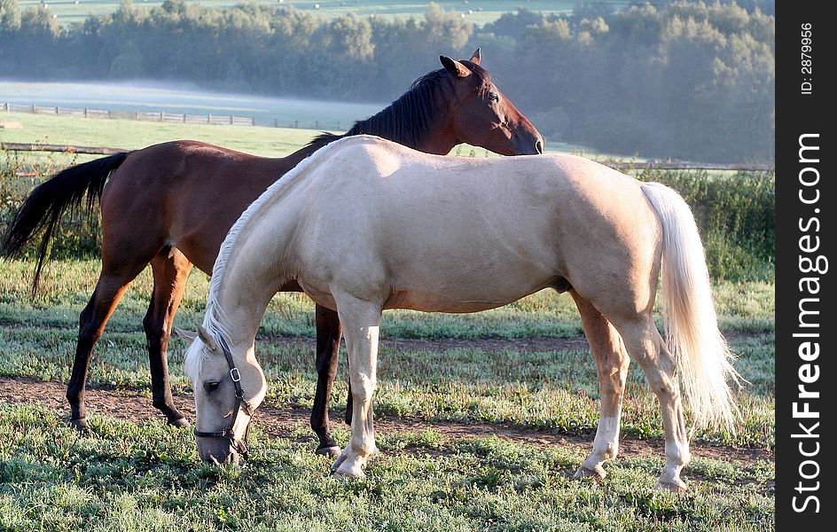 Couple horses on agricultural farm. Couple horses on agricultural farm