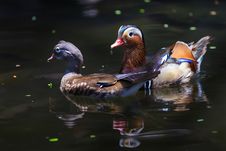Mandarin Duck Royalty Free Stock Photography