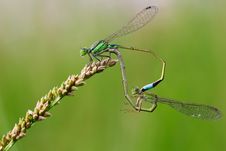 Common Blue Damselflies Perched Stock Photos Common Blue Damselflies Perched Stock Photos
