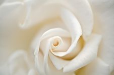 White Rose Close Up Royalty Free Stock Image White Rose Close Up Royalty Free Stock Image