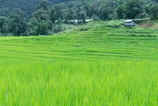 Green Rice Field In Thailand Royalty Free Stock Images Green Rice Field In Thailand Royalty Free Stock Images