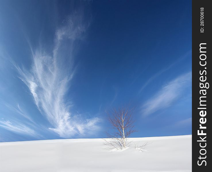 Lonely birch tree in the snow with a background of blue sky. Lonely birch tree in the snow with a background of blue sky