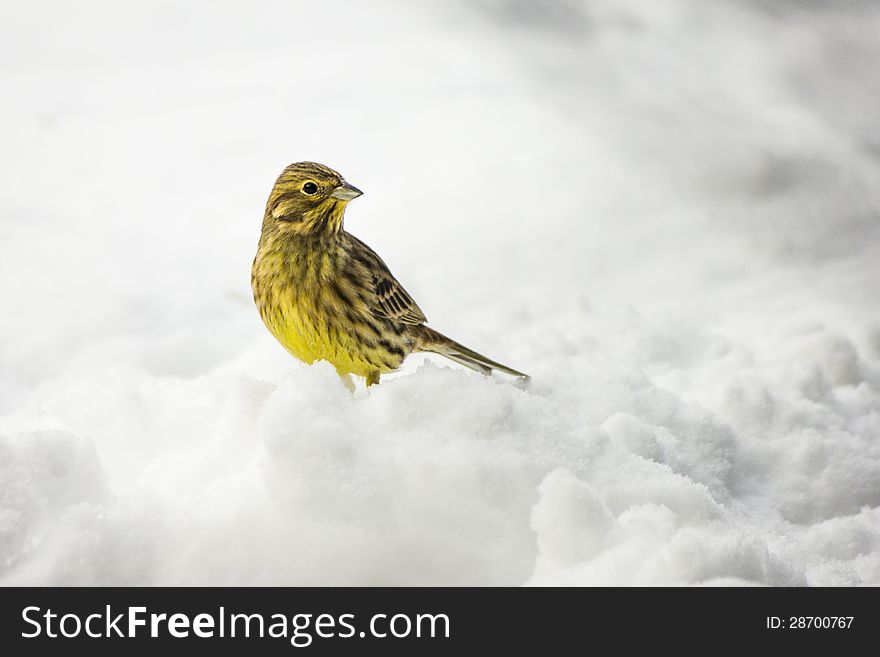 The Yellowhammer (Emberiza citrinella) is a passerine bird in the bunting family Emberizidae. It is common in all sorts of open areas with some scrub or trees and form small flocks in winter. The Yellowhammer (Emberiza citrinella) is a passerine bird in the bunting family Emberizidae. It is common in all sorts of open areas with some scrub or trees and form small flocks in winter.