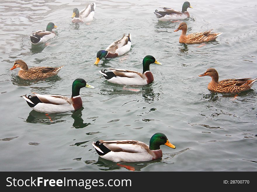 Ducks In The Lakes