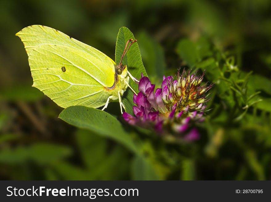 Gonepteryx rhamni (known as the Common Brimstone) is a butterfly of the Pieridae family. It lives in Europe, North Africa and Asia; across much of its range, it is the only species of its genus, and is therefore simply known locally as the brimstone. Gonepteryx rhamni (known as the Common Brimstone) is a butterfly of the Pieridae family. It lives in Europe, North Africa and Asia; across much of its range, it is the only species of its genus, and is therefore simply known locally as the brimstone.