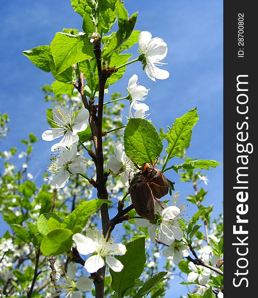 The  cockchafers flying above the blossoming tree