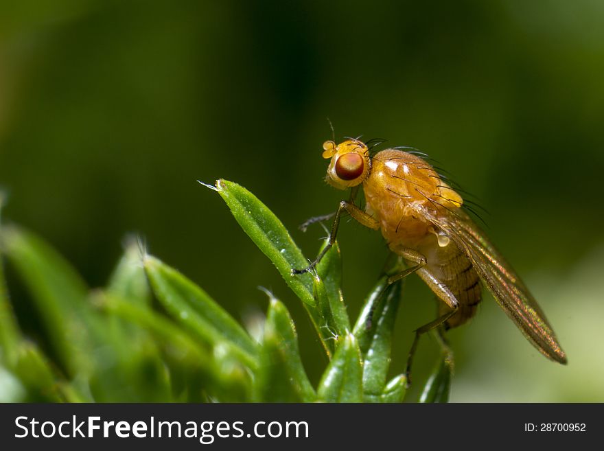 1:1 Macro portrait of a fly