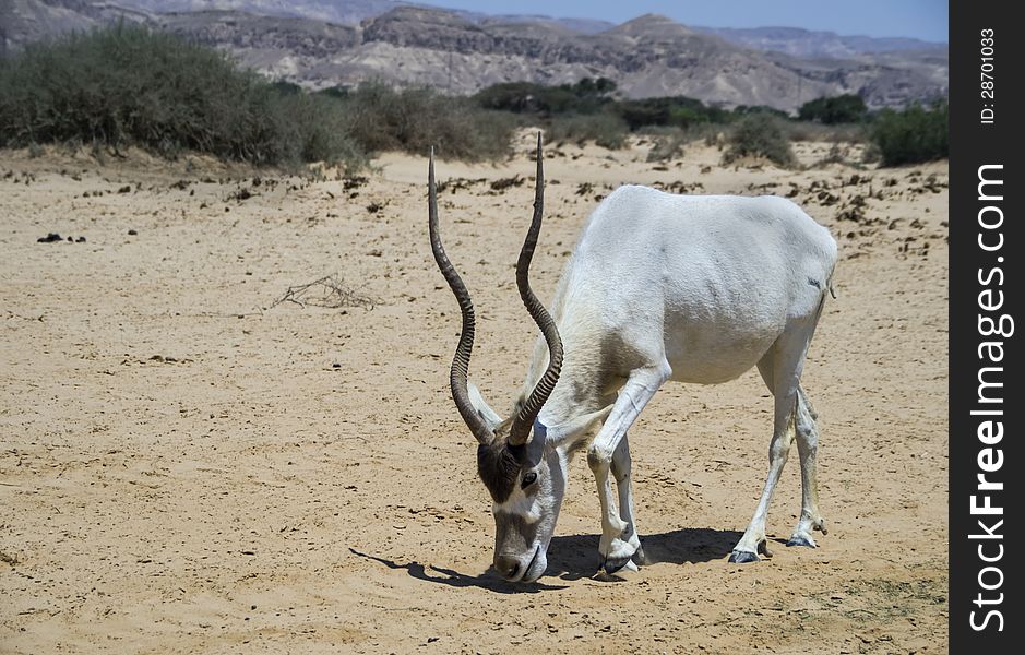 Antelope Oryx In Israeli Nature Reserve Near Eilat