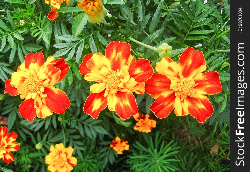 A beautiful flower of motley and velvet tagetes. A beautiful flower of motley and velvet tagetes