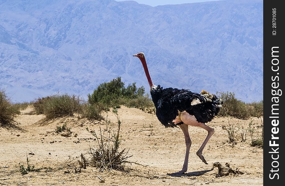 Male Of African Ostrich &x28;Struthio Camelus&x29; In Nature Reserve, Israel