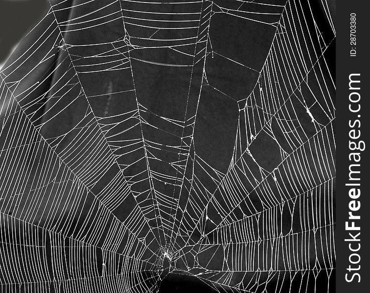 This is a 6 ft. diameter spider web hanging from a tree limb. This is a 6 ft. diameter spider web hanging from a tree limb.