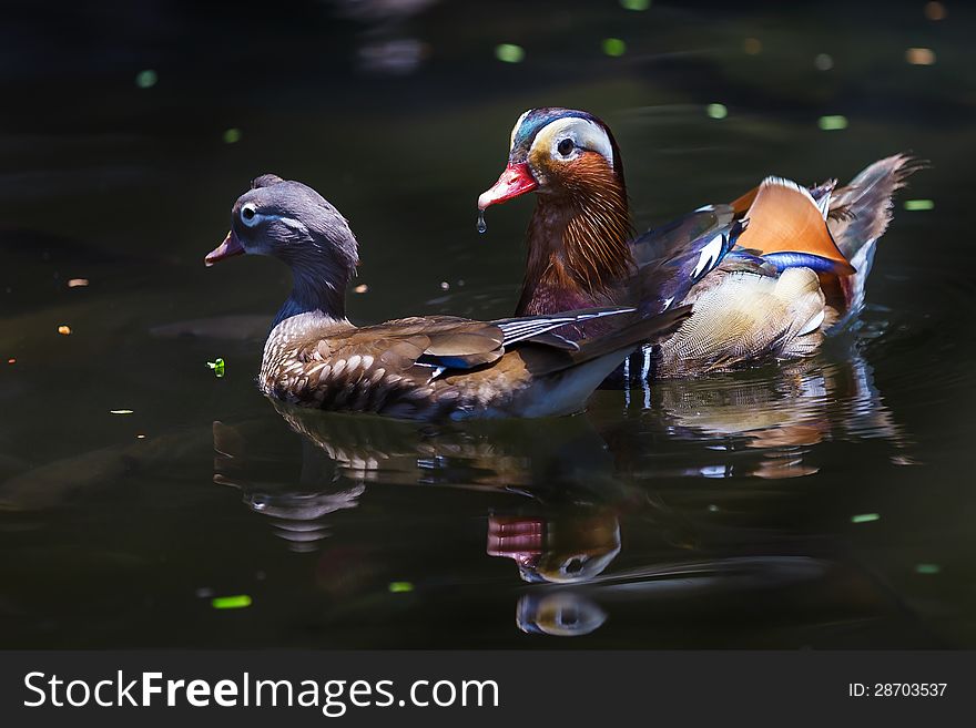 Closeup colorful mandarin duck in pool