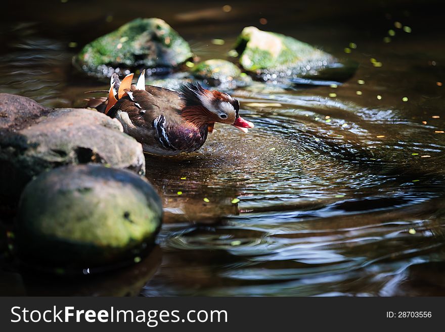 Closeup colorful mandarin duck in pool