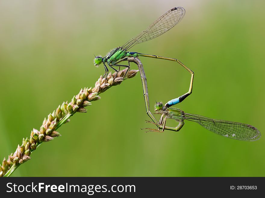 Common Blue Damselflies Perched