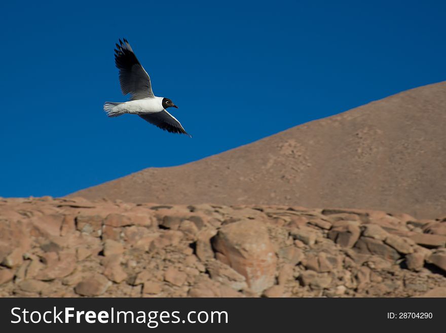 An Andean gull captured in flight in Chile. An Andean gull captured in flight in Chile.