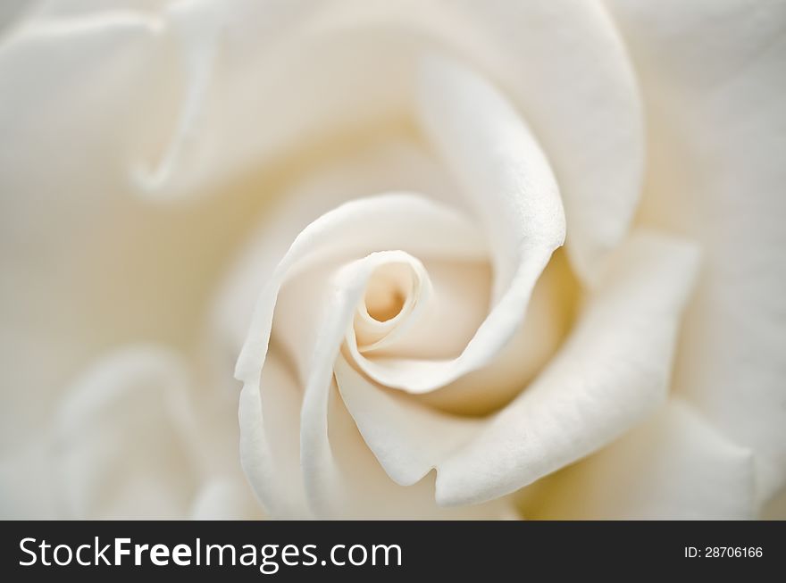 Close up white rose for valentine day. Close up white rose for valentine day